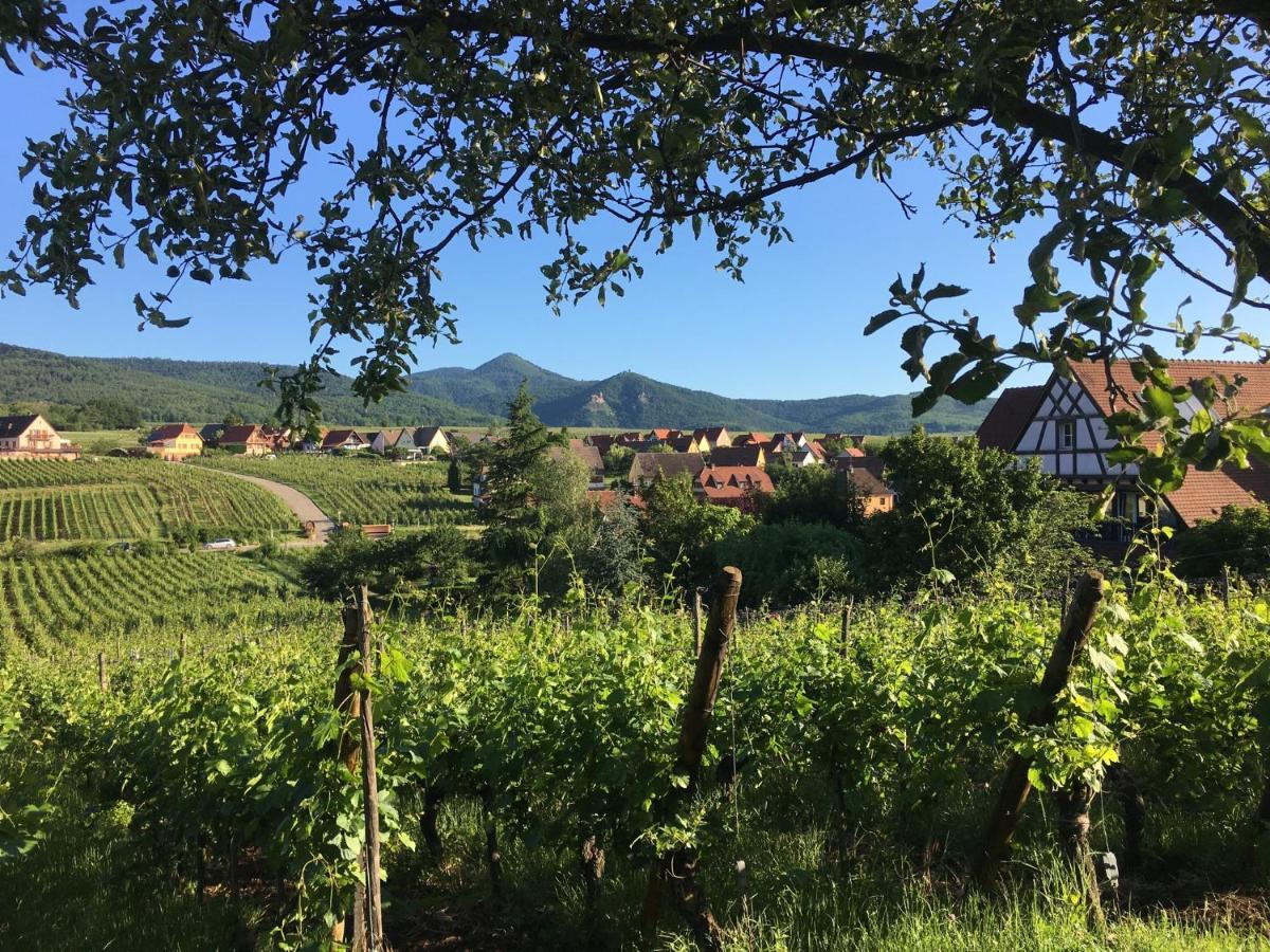 Au Nid de Cigogne Appartement Zellenberg Buitenkant foto